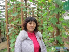 郑玲